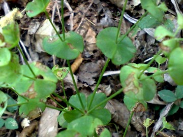Erbacea  con foglie rotonde - Euphorbia sp